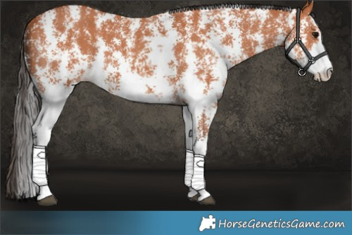 Horse Color:Bay Sabino 