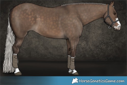 Horse Color:Silver Brown Dun