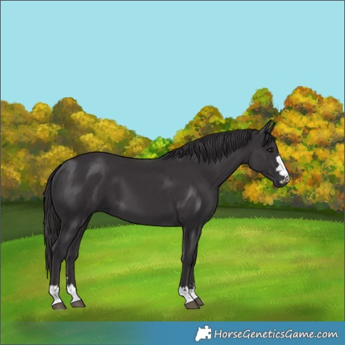 Horse Color:Smoky Black