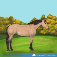 Horse Color:Bay Dun