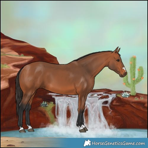 Horse Color:Bay 