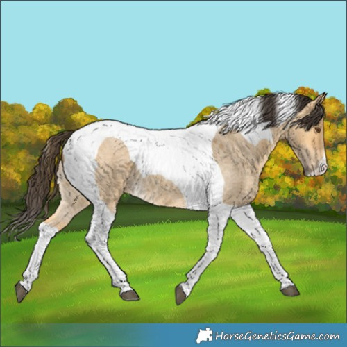 Horse Color:Buckskin Roan Dun Tobiano