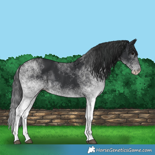 Horse Color:White Spotted Black