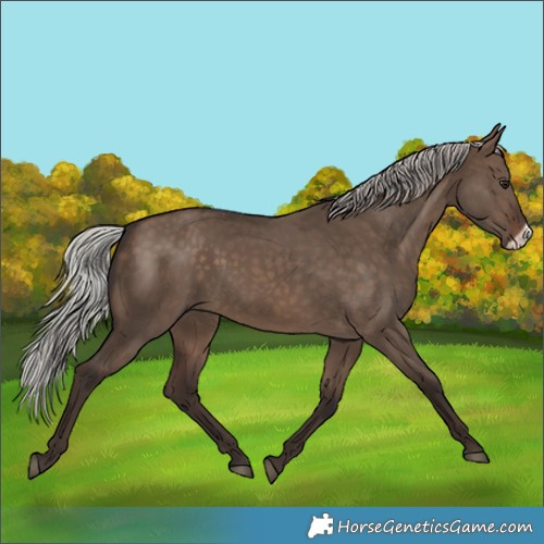 Horse Color:Silver Brown Dun Frame 