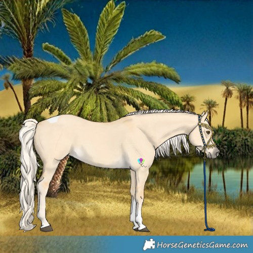 Horse Color:Palomino Dun Tobiano 