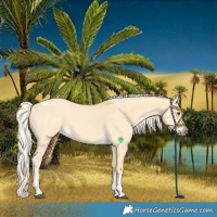 Horse Color:Palomino Dun Tobiano