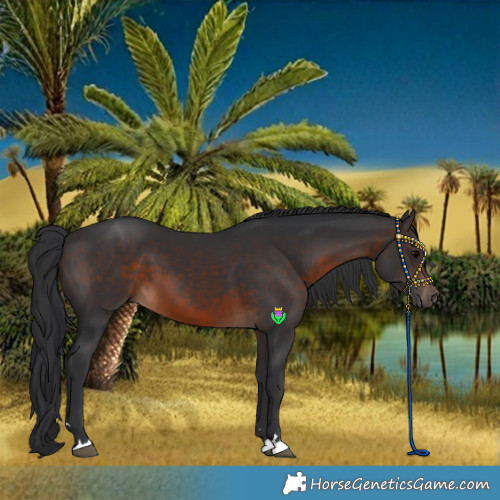 Horse Color:Brown 