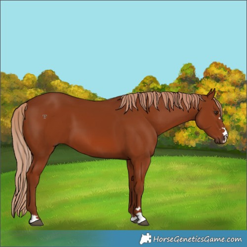 Horse Color:Chestnut 