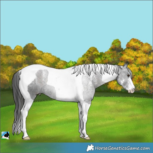 Horse Color:Powder White Liver Chestnut Tobiano 