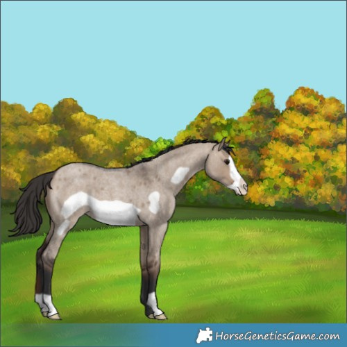 Horse Color:Brown Roan Dun Frame 