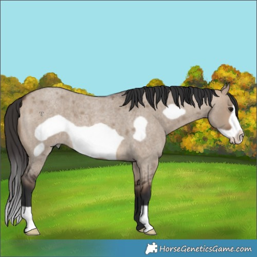 Horse Color:Brown Roan Dun Frame