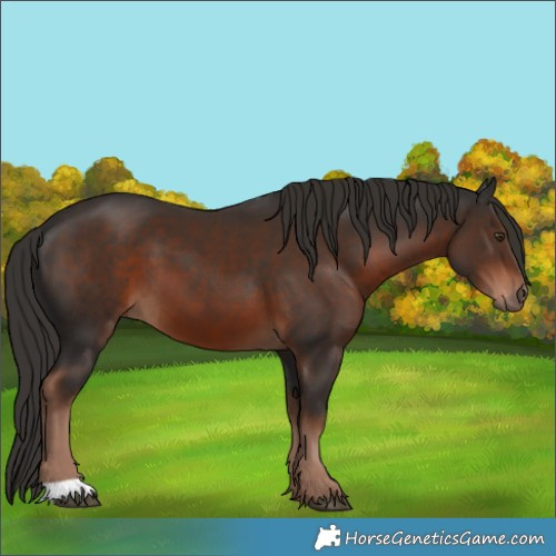 Horse Color:Liver Chestnut 