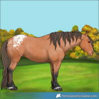 Horse Color:Bay Blanket