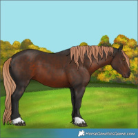 Horse Color:Liver Chestnut 