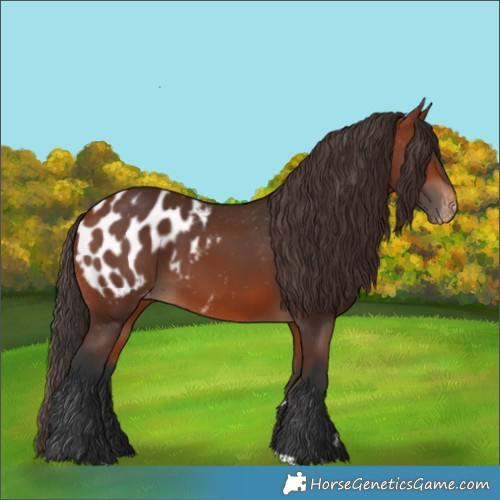 Horse Color:Bay Appaloosa