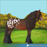 Horse Color:Bay Blanket