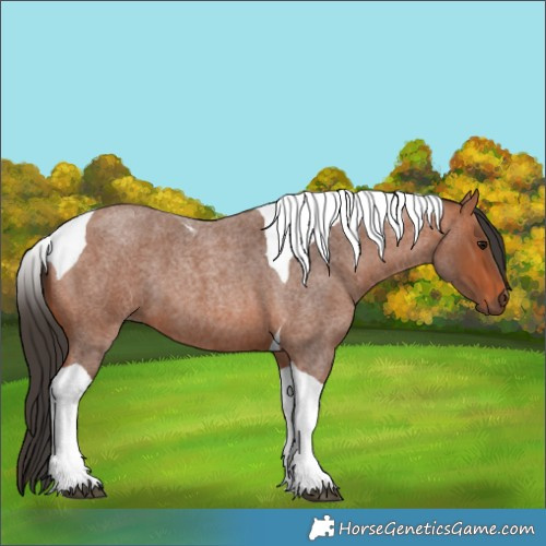 Horse Color:Bay Roan Tobiano