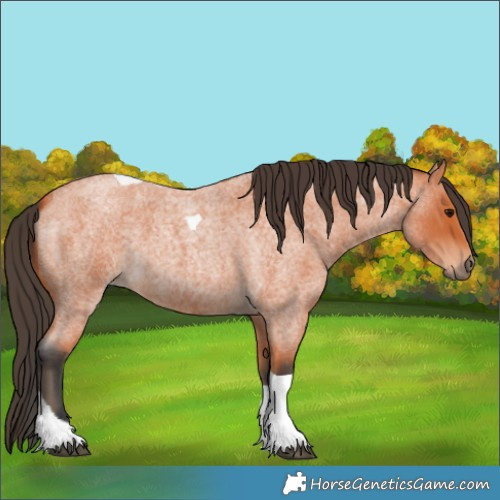 Horse Color:Bay Roan Tobiano 
