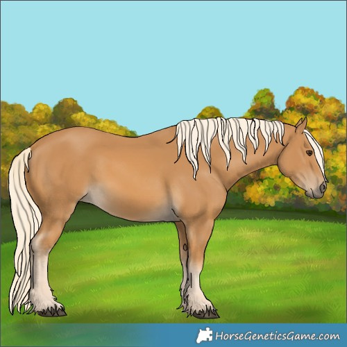 Horse Color:Palomino