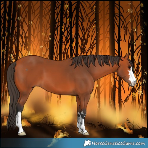 Horse Color:Bay 