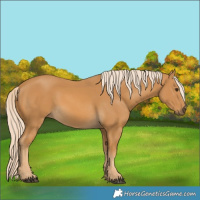 Horse Color:Palomino