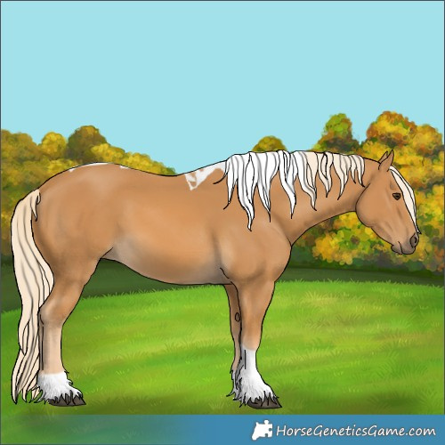 Horse Color:Palomino Tobiano
