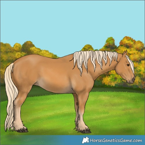 Horse Color:Palomino