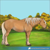 Horse Color:Palomino 