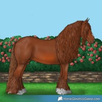 Horse Color:Chestnut 
