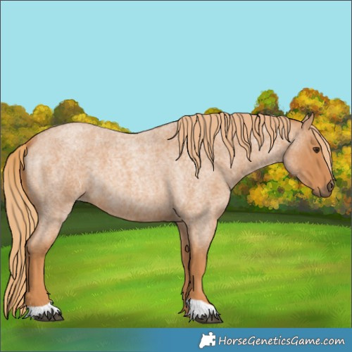 Horse Color:Red Roan 