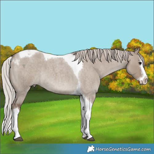 Horse Color:Silver Grullo Roan Splash Tobiano 