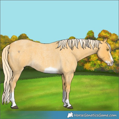 Horse Color:Palomino Roan Splash Tobiano