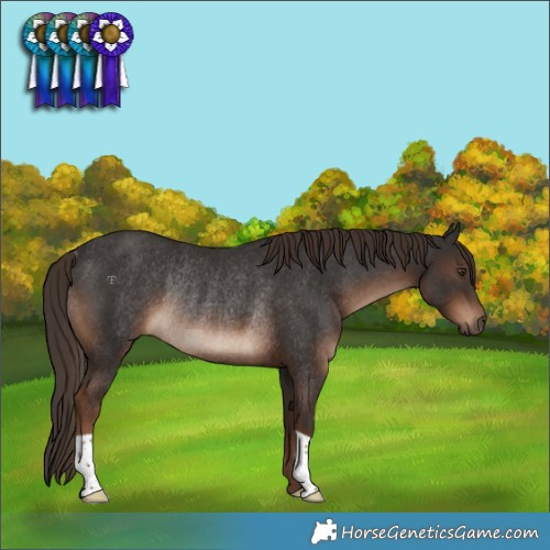 Horse Color:Liver Chestnut Rabicano