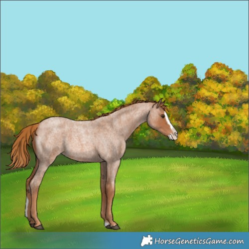 Horse Color:White Spotted Red Roan Splash 