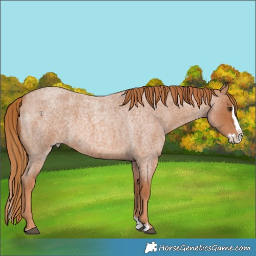 Horse Color:White Spotted Red Roan Splash