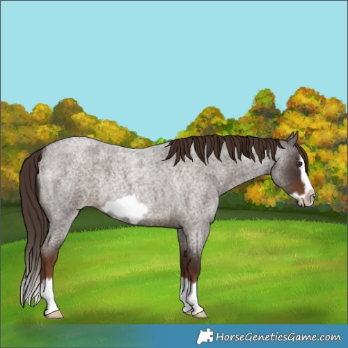 Horse Color:Liver Red Roan Splash Frame Rabicano 