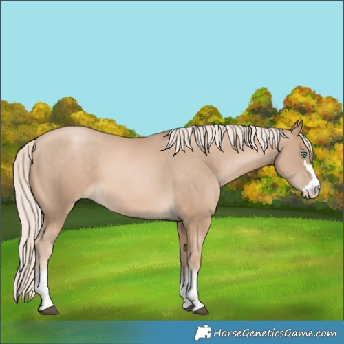 Horse Color:Chocolate Palomino