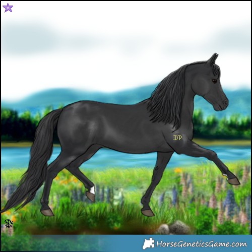 Horse Color:Black 