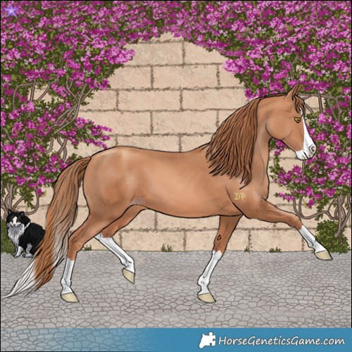 Horse Color:Gold Champagne Splash