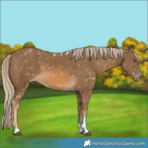 Horse Color:Chocolate Palomino Tobiano Skewed LP Spotted