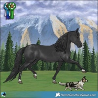 Horse Color:Black 