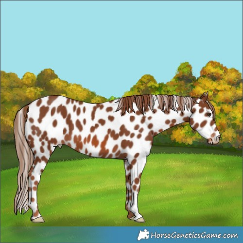 Horse Color:Chestnut Appaloosa