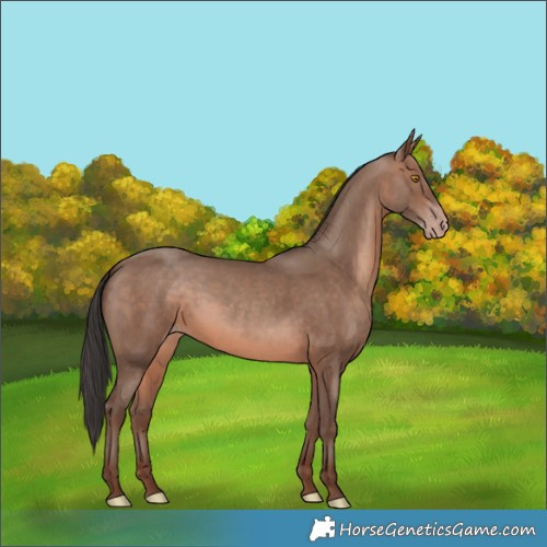 Horse Color:Sable Champagne
