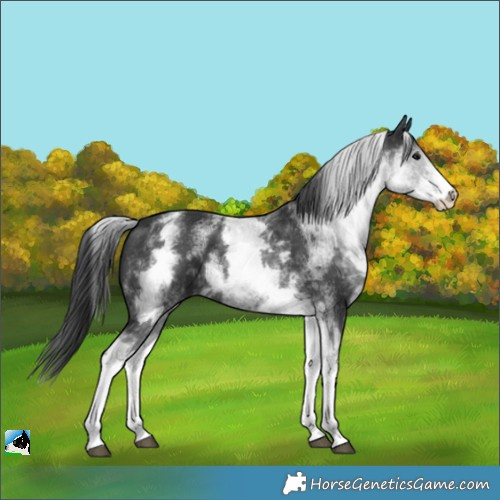 Horse Color:White Spotted Black