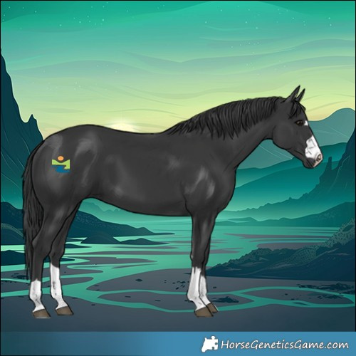 Horse Color:Black 