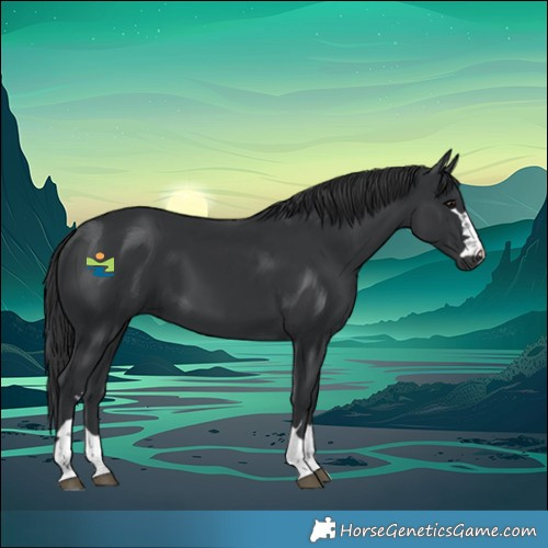 Horse Color:Black 