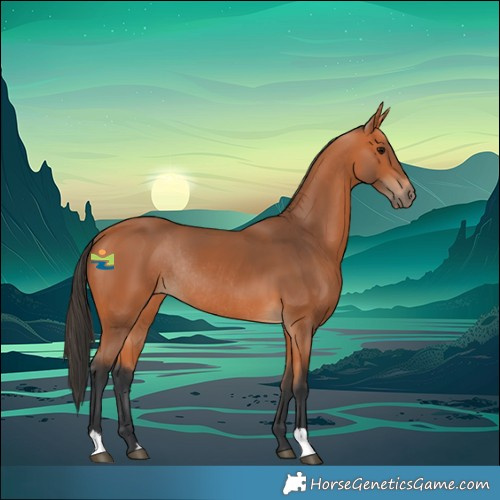 Horse Color:Bay Rabicano 