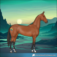 Horse Color:Bay Rabicano