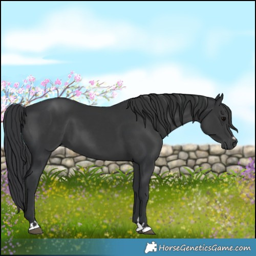 Horse Color:Black 