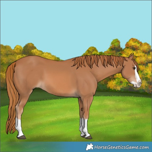 Horse Color:Chestnut Splash 